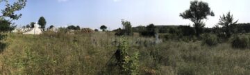După mărăcinii care acoperă crucile copiilor se văd mormintele îngrijite ale siretenilor