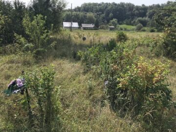 Cimitirul inocenților, cu sutele de victime ale „Orfelinatului Groazei” din Siret, tăinuit sub bălării