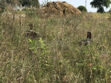 Cimitirul inocenților, cu sutele de victime ale „Orfelinatului Groazei” din Siret, tăinuit sub bălării