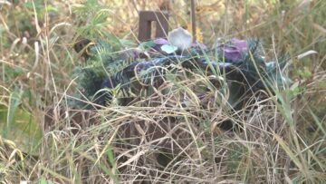 Cimitirul inocenților, cu sutele de victime ale „Orfelinatului Groazei” din Siret, tăinuit sub bălării