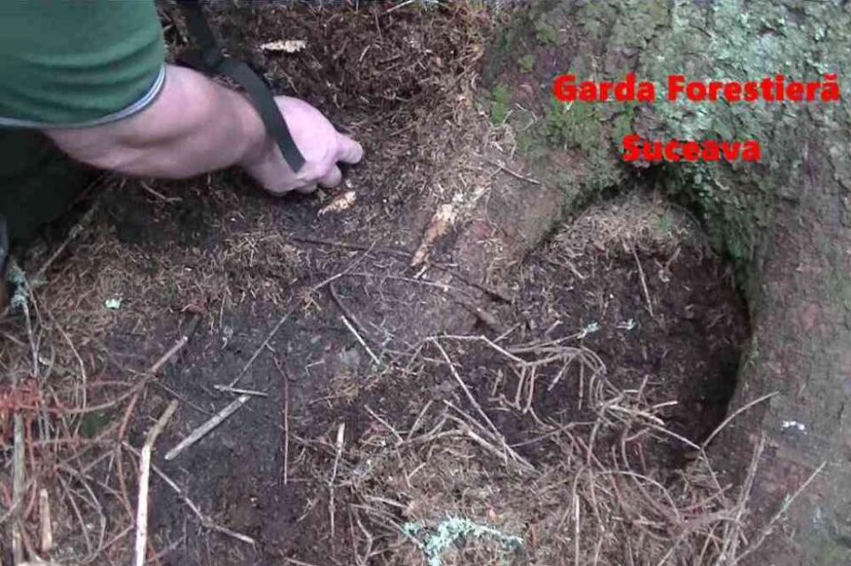 Dosar penal pentru tăierea ilegală de arbori în Câmpulung Moldovenesc