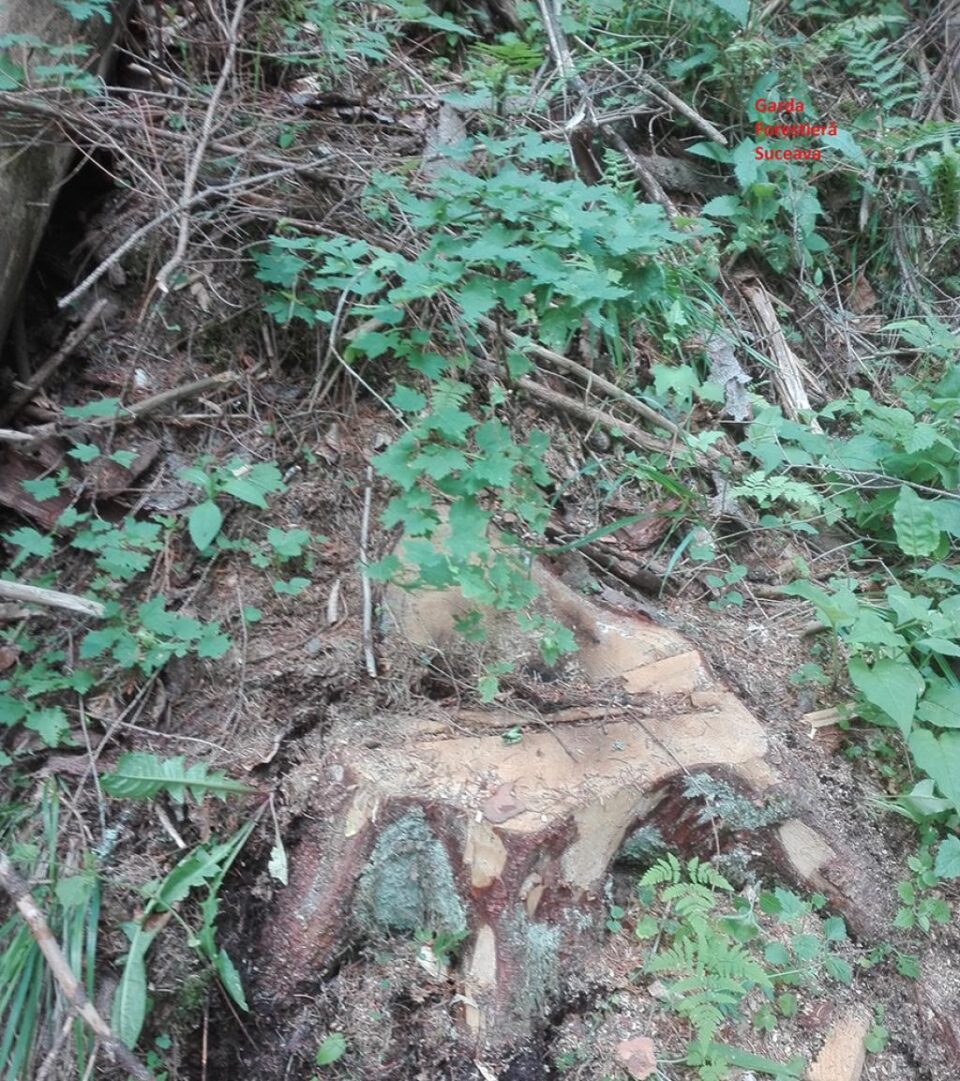 Dosar penal pentru tăierea ilegală de arbori în Câmpulung Moldovenesc