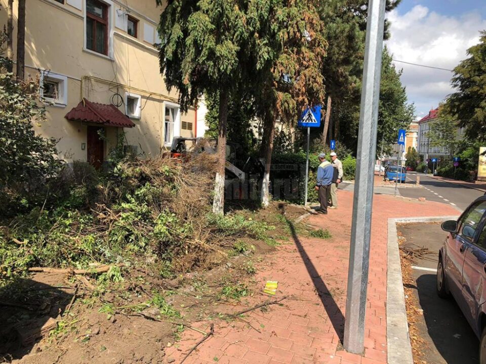 Amenajări peisagistice pe strada Vasile Bumbac, recent modernizată