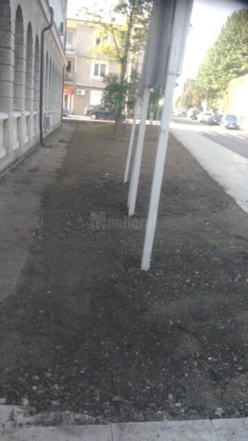 Tufele de buxus din zona centrală a Sucevei, atacate de larve