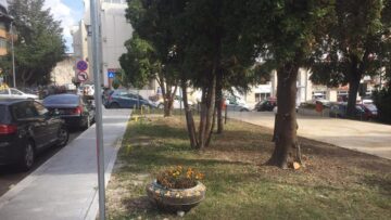 Tufele de buxus din zona centrală a Sucevei, atacate de larve
