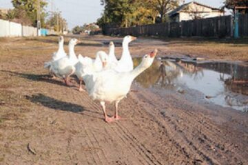 „Lucrări începute și neterminate”