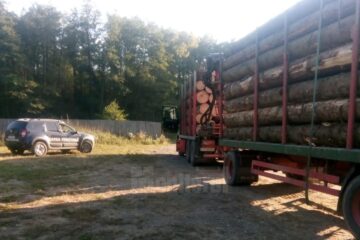 Transporturi de masă lemnoasă, pe aceleași acte, la Boroaia