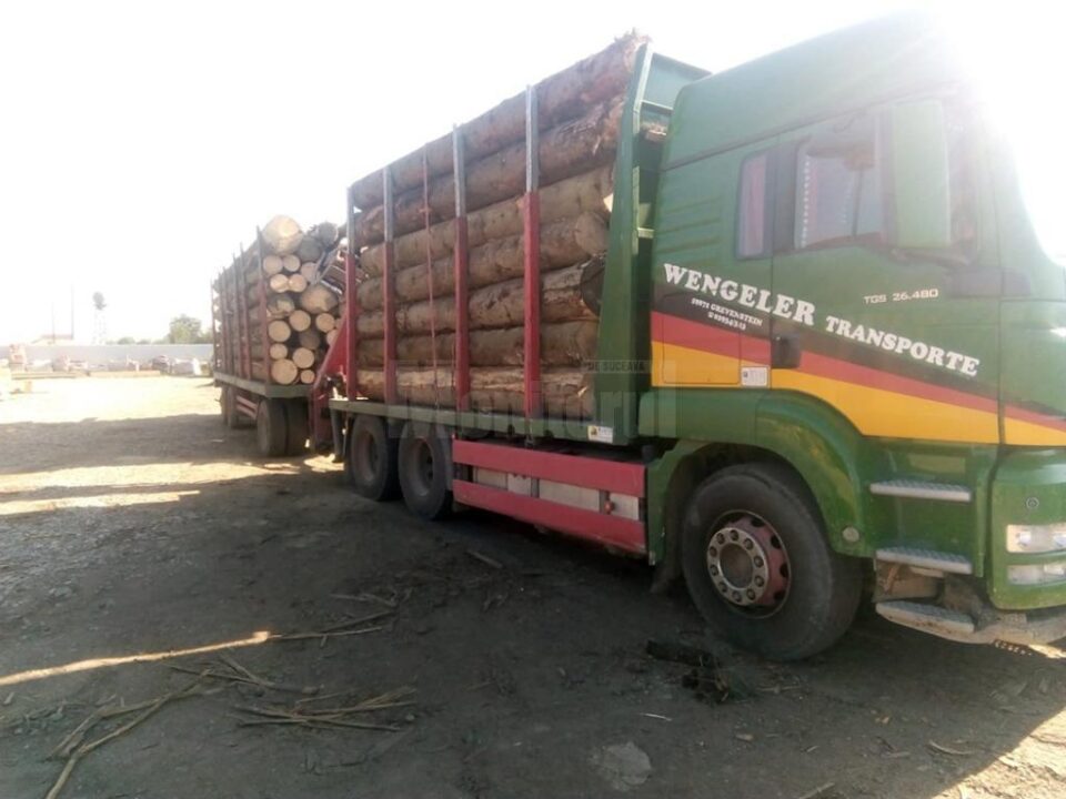 Transporturi ilegale de masă lemnoasă, depistate de Garda Forestieră în zona Boroia