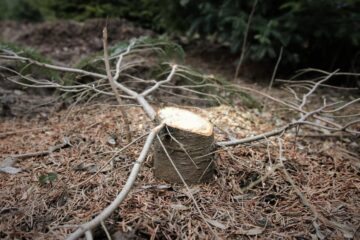 Amenzi de peste 56.000 de lei și material lemnos de peste 42.000 de lei confiscat, în cadrul unei acțiuni de combatere a delictelor silvice