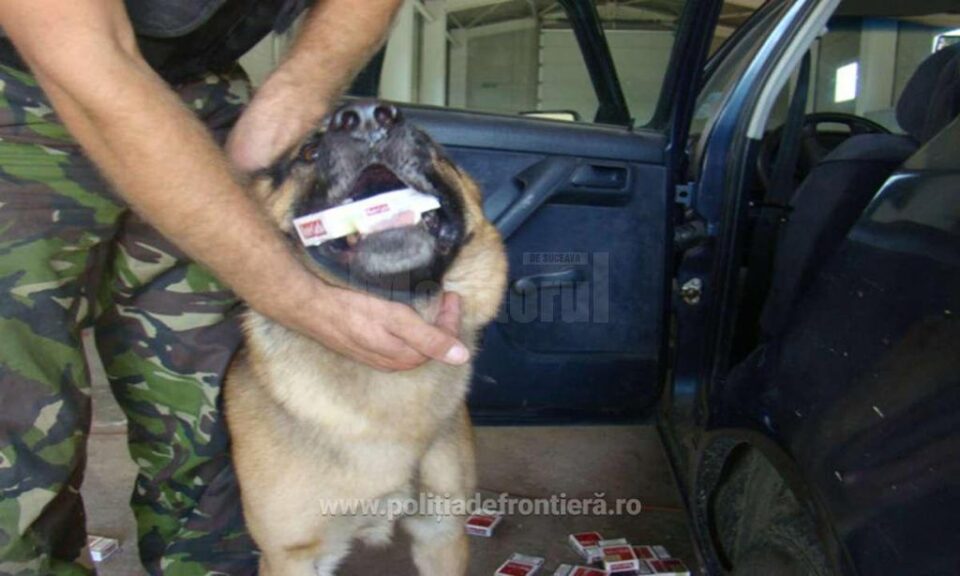 Câteva sute de pachete de țigări, descoperite de câinele polițist Nah