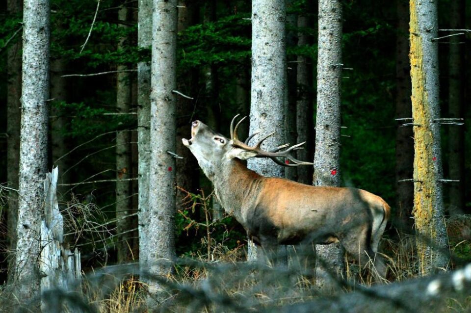 Boncănitul cerbilor. Foto Liviu Huțanu