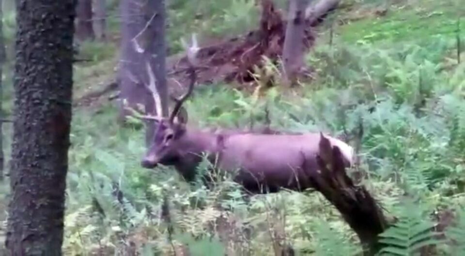 Imagini spectaculoase cu boncănitul cerbilor, surprinse la Ocolul Silvic Cârlibaba