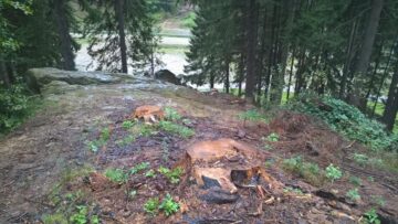 Imagine dezolantă, cu arbori tăiați și abandonați, lângă Chilia lui Daniil Sihastrul