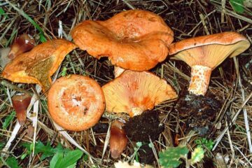 Polițiștii au ridicat 370 de kilograme de ciuperci de la comercianți veniți de la Sălaj la Suceava FOTO www.biaplant.ro