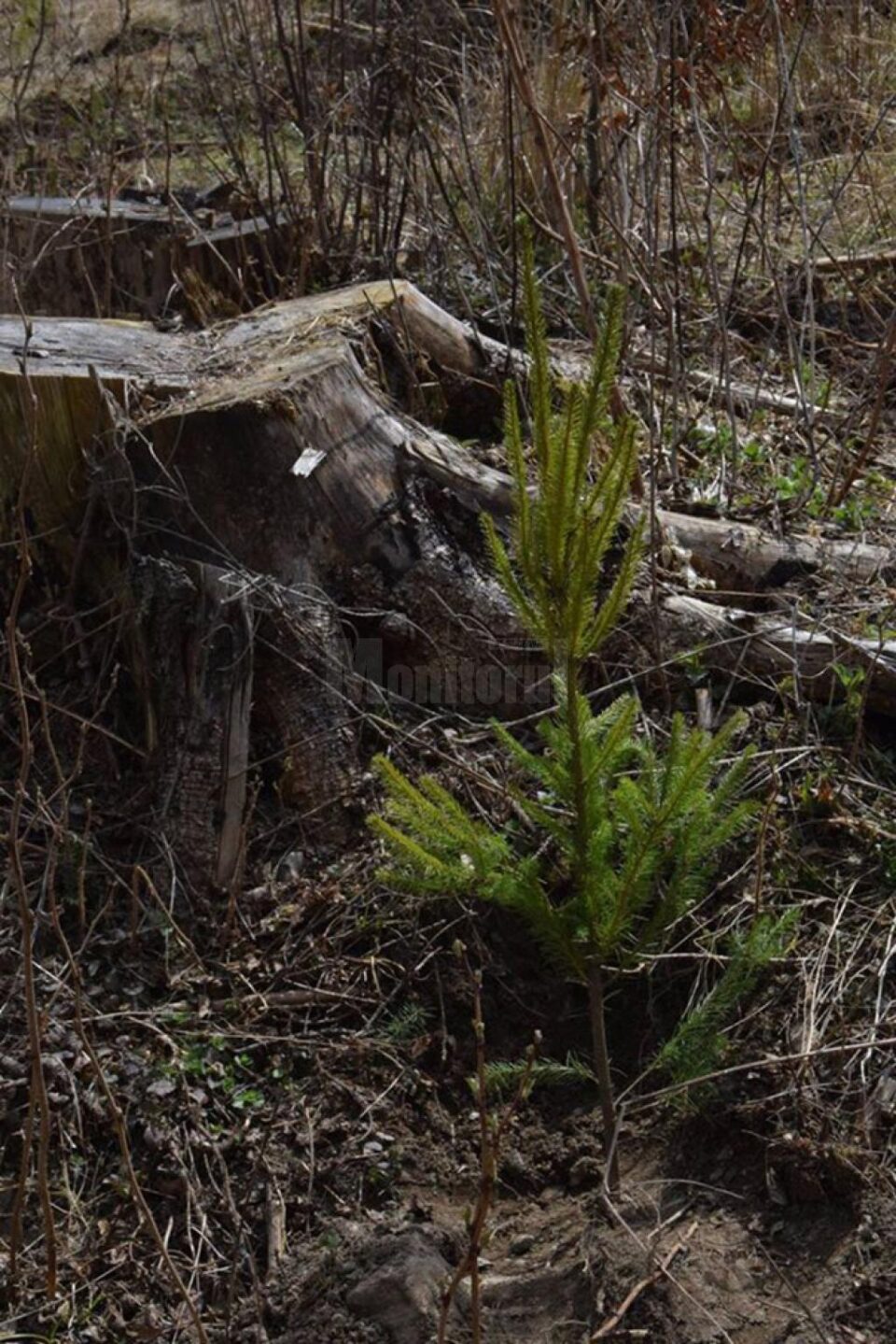 Controlul anual al regenerărilor naturale și artificiale, demarat la nivelul Direcției Silvice Suceava