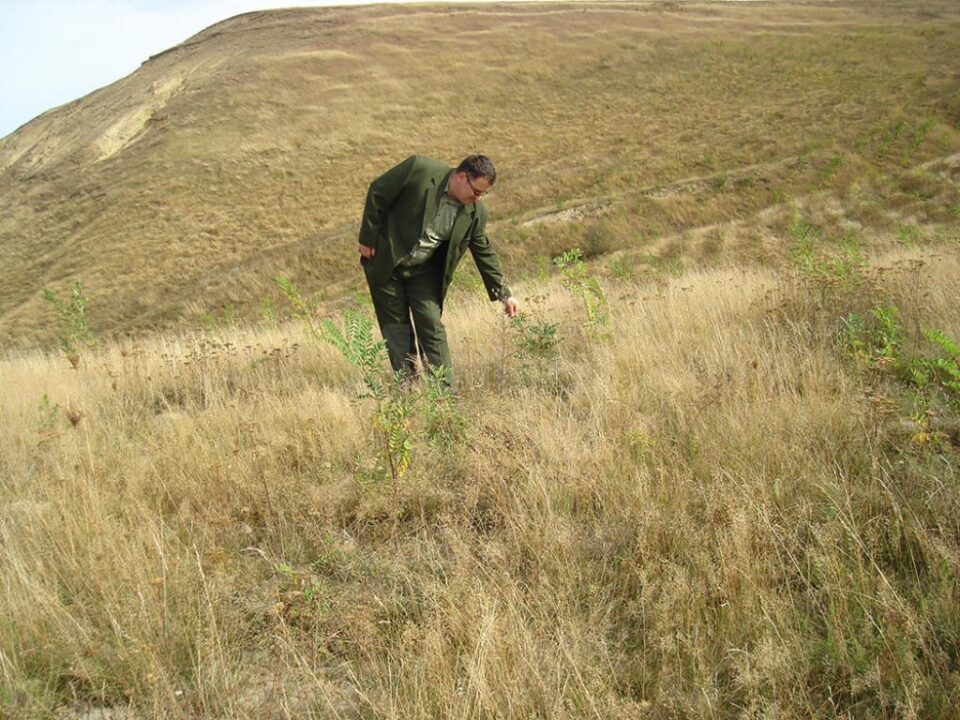 Controlul regenerărilor naturale și artificiale determina gradul de reușita și lucrările care trebuie efectuate în continuare