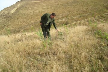 Controlul regenerărilor naturale și artificiale determina gradul de reușita și lucrările care trebuie efectuate în continuare