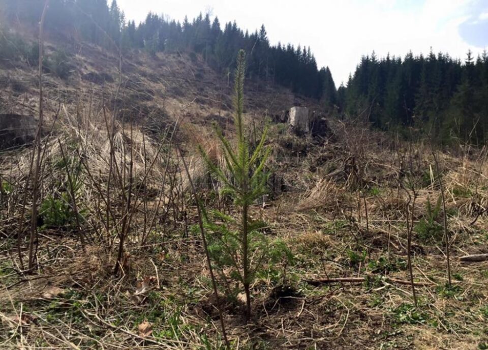 Controlul anual al regenerărilor naturale și artificiale, demarat la nivelul Direcției Silvice Suceava