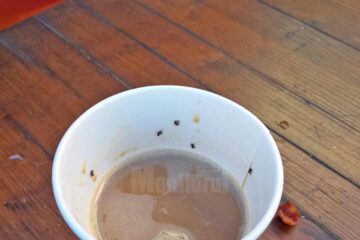 Cafeaua în care se aflau mai multe insecte
