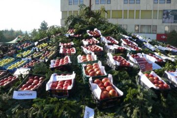 Producătorii au expus aproximativ 40 de soiuri de mere, pere și gutui