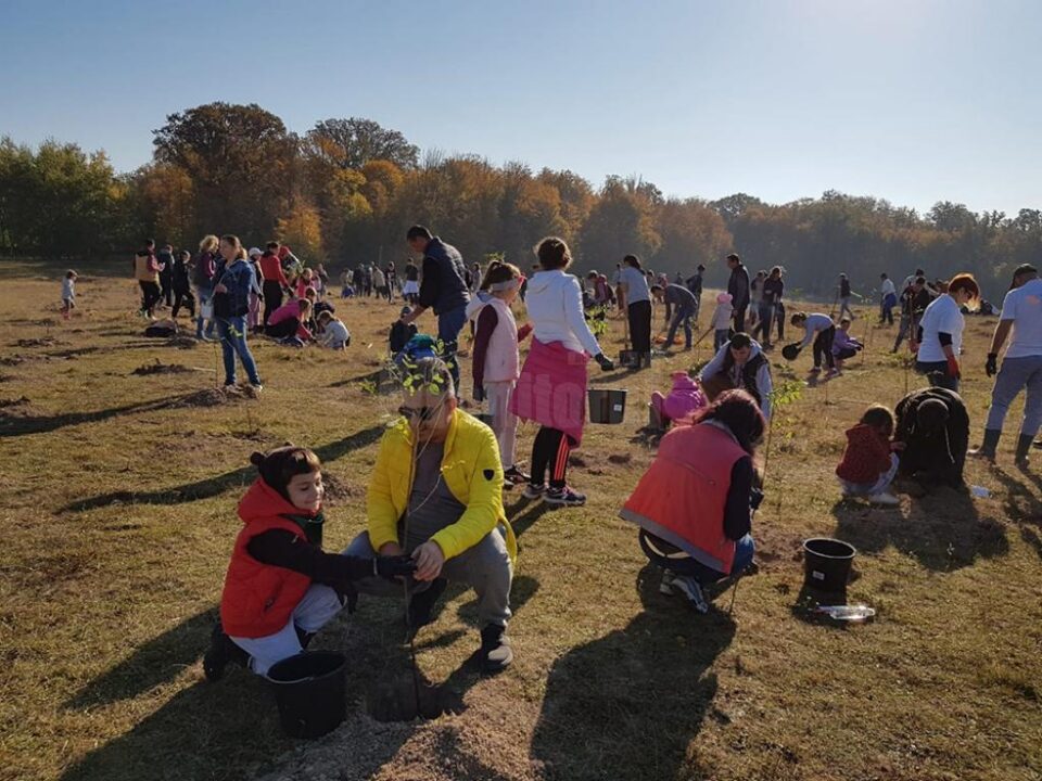 500 de voluntari, în special elevi, au plantat 5.000 de puieți de salcâm și paltin, pe o suprafață de 2,5 hectare de teren defrișat
