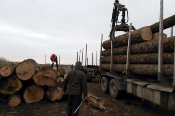 Transporturi ilegale de masă lemnoasă, surprinse de Garda Forestieră Suceava