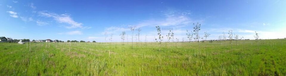 250 de arbori vor fi adăugați astăzi sectorului „Vegetația României”