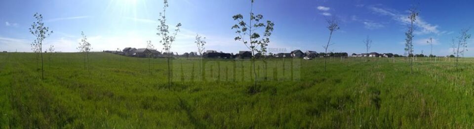 250 de arbori vor fi adăugați astăzi sectorului „Vegetația României”