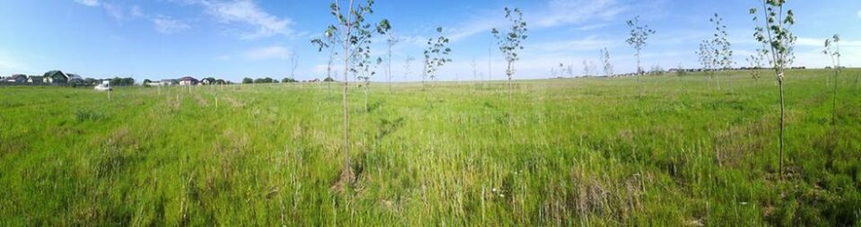 250 de arbori vor fi adăugați astăzi sectorului „Vegetația României”