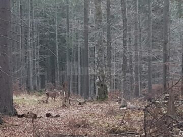 Cârd de căprioare, ascunse printre arbori