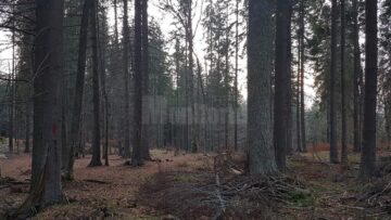 Cârd de căprioare, ascunse printre arbori