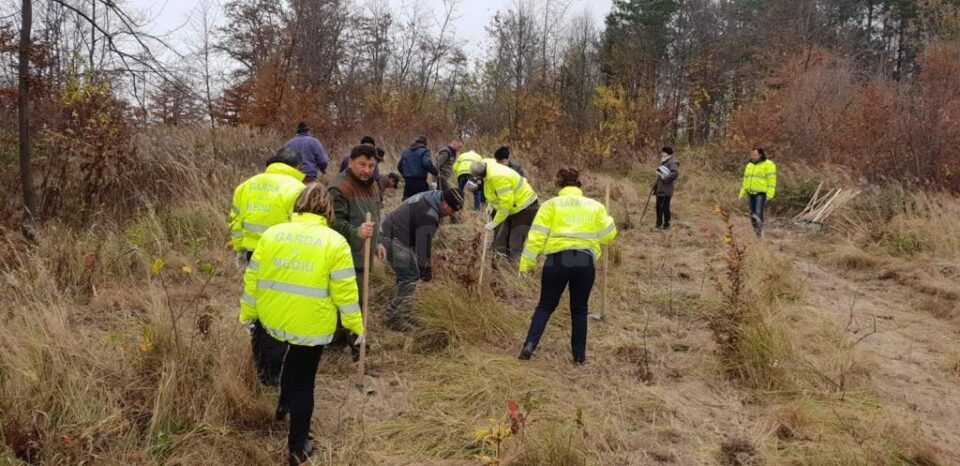 100 de puieți de paltin de munte plantați pentru aniversarea Centenarului Marii Uniri