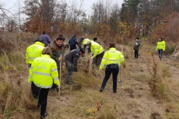 100 de puieți de paltin de munte plantați pentru aniversarea Centenarului Marii Uniri
