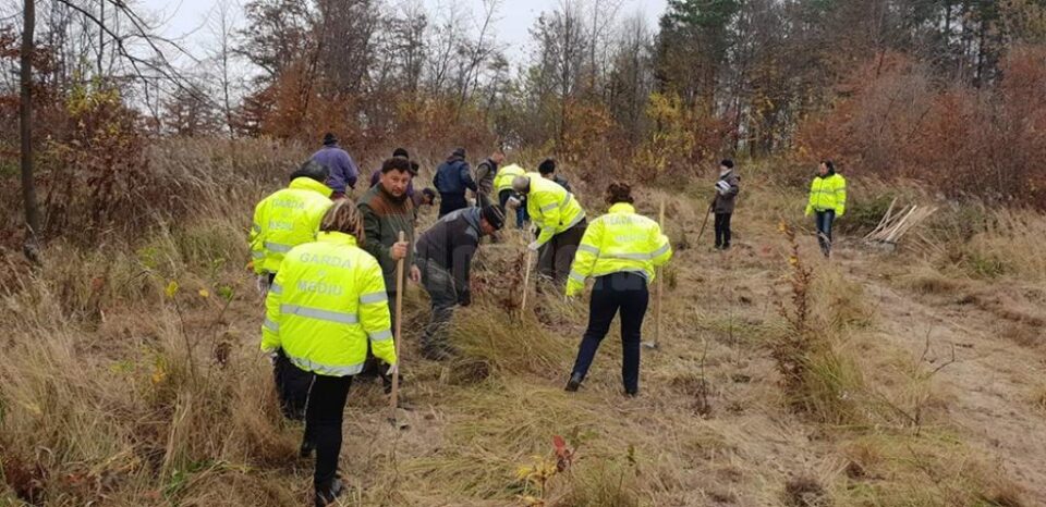 100 de puieți de paltin de munte, plantați pentru aniversarea Centenarului Marii Uniri