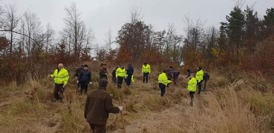 100 de puieți de paltin de munte, plantați de angajații Comisariatului Județean Suceava al Gărzii Naționale de Mediu și cei ai Ocolului Silvic Pătrăuți