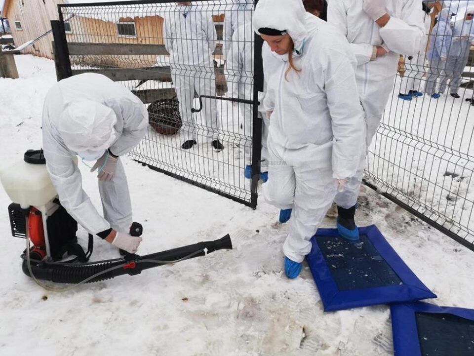 Exercițiu de simulare a apariției pestei micilor rumegătoare, care evoluează în Bulgaria