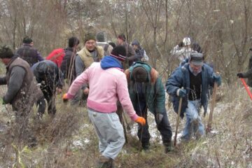La Fălticeni s-au plantat aproape 9.000 de puieți de salcâm pentru stabilizarea unor terenuri degradate