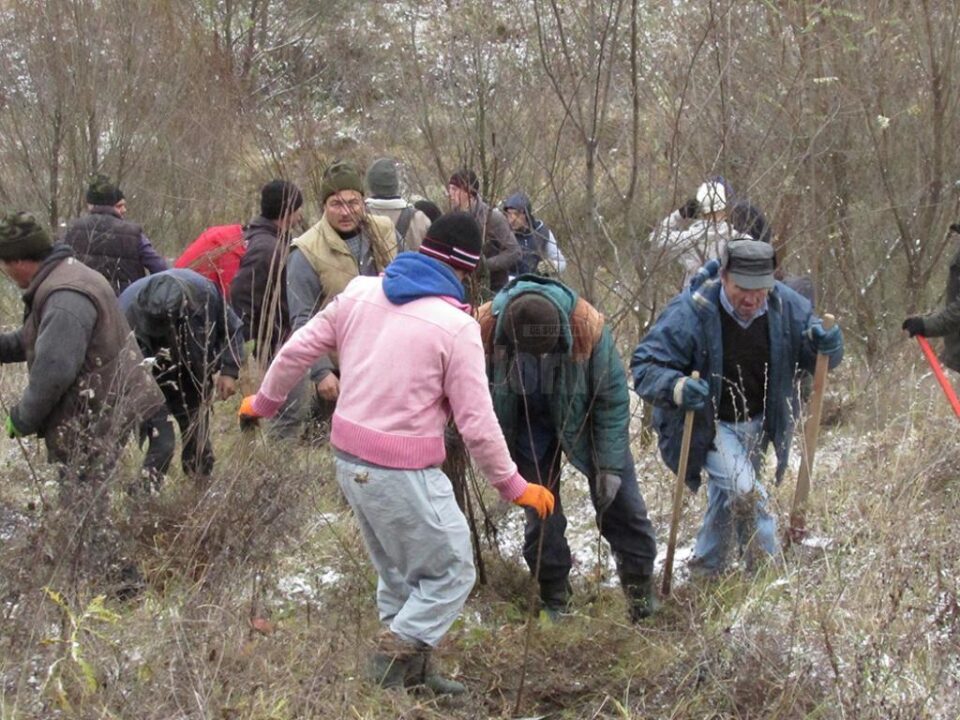 La Fălticeni s-au plantat aproape 9.000 de puieți de salcâm pentru stabilizarea unor terenuri degradate