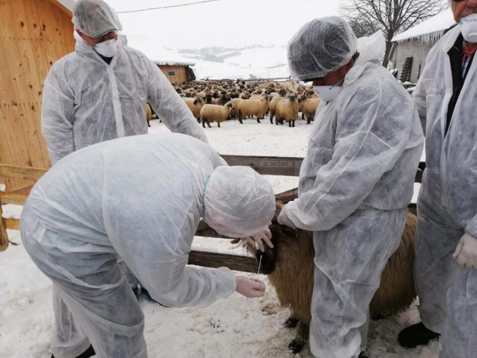 Exercițiu de simulare a apariției pestei micilor rumegătoare