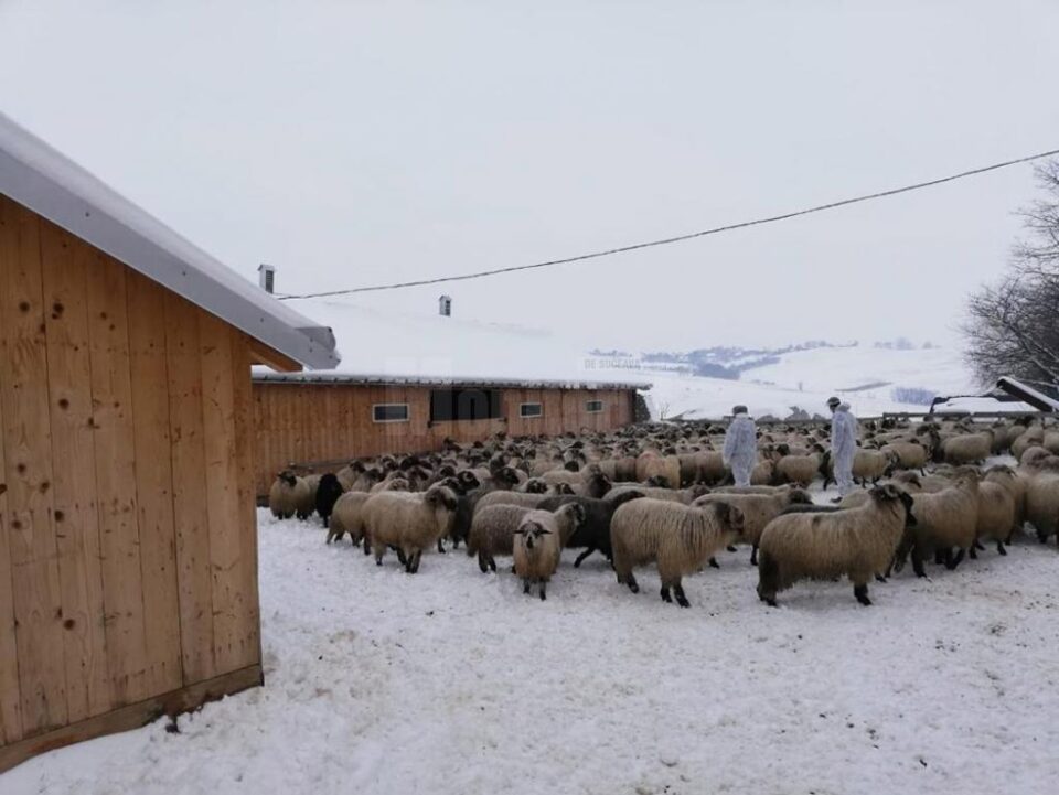 Exercițiu de simulare a apariției pestei micilor rumegătoare, care evoluează în Bulgaria