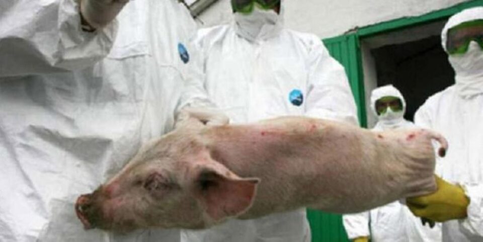 Pesta Porcină Africană evoluează în 289 de localități din 17 județe, cu un număr de 1.108 focare. Foto: directmm.ro Pesta Porcină Africană evoluează în 289 de localități din 17 județe, cu un număr de 1.108 focare. Foto: directmm.ro