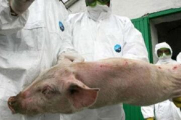 Pesta Porcină Africană evoluează în 289 de localități din 17 județe, cu un număr de 1.108 focare. Foto: directmm.ro