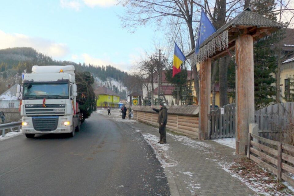 Pomul de Crăciun din capitala Republicii Moldova, oferit de Direcția Silvică Suceava