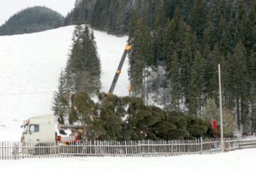 Molidul de peste 20 metri înălțime a fost recoltat de pe raza OS Breaza