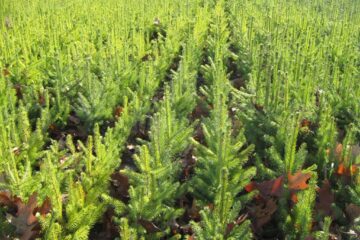 Cei mai mulți brazi provin din pepinierele Direcției Silvice Suceava