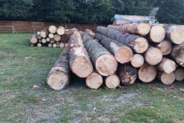 Întreaga cantitate de 17,94 metri cubi de lemn, în valoare de 5.500 de lei, a fost confiscată