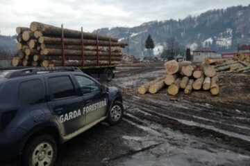 Sancțiuni de peste 80.000 de lei, aplicate de Garda Forestieră Suceava, pentru infracțiuni silvice