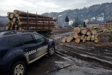 Sancțiuni de peste 80.000 de lei, aplicate de Garda Forestieră Suceava, pentru infracțiuni silvice