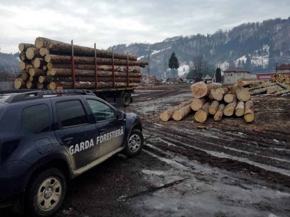 Sancțiuni de peste 80.000 de lei, aplicate de Garda Forestieră Suceava, pentru infracțiuni silvice Sancțiuni de peste 80.000 de lei, aplicate de Garda Forestieră Suceava, pentru infracțiuni silvice