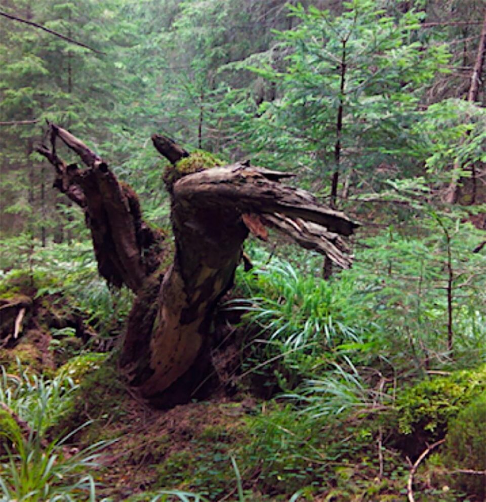 O descoperire incredibilă la Câmpulung Moldovenesc